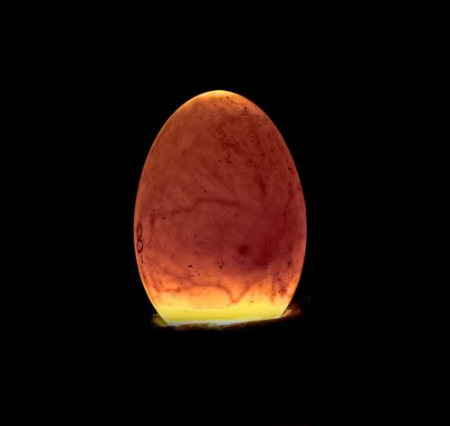 candling egg